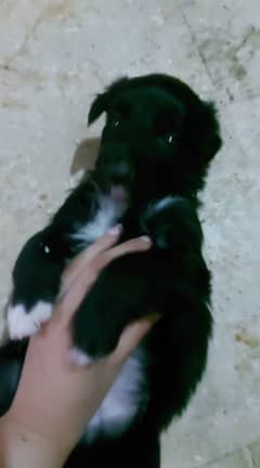 Puppy available for Adoption