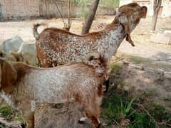 makhicheena 4 ya 6 daant ha full big Bakra h