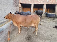 cow