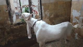 Gulabi nasal bakra