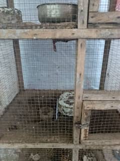 birds cage in good condition