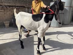 Bakra