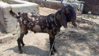 desi bakra