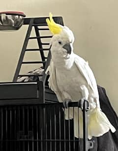 Fully tamed cockatoo Pair