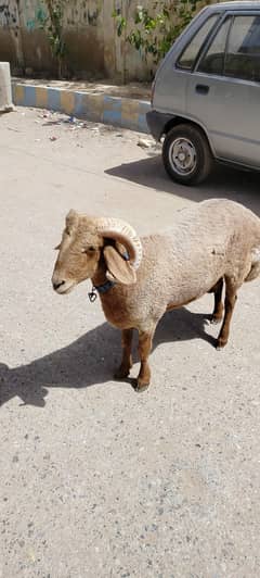 sheep