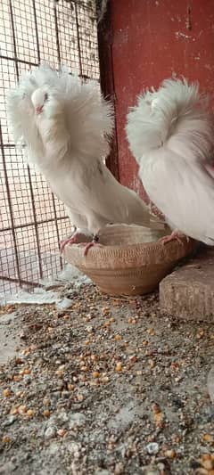 white Jacobin breeder pair