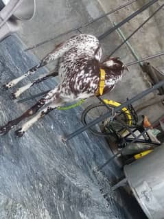 Donda bakra behtarin Bakra hai