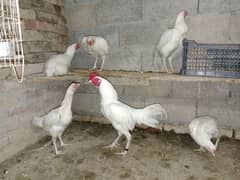 hery aseel murgy murgyan