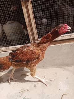 Aseel Female
