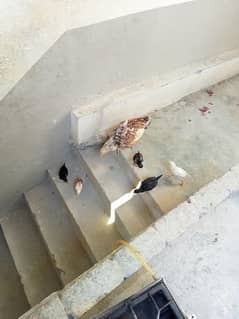 Aseel Hen with chicks
