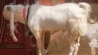 desi Bakra available Khada Hai