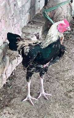dasi