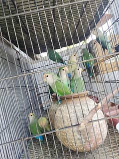 12 lovebird