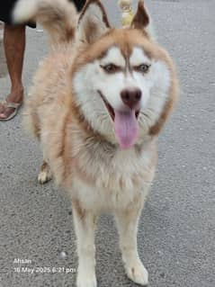 Siberian