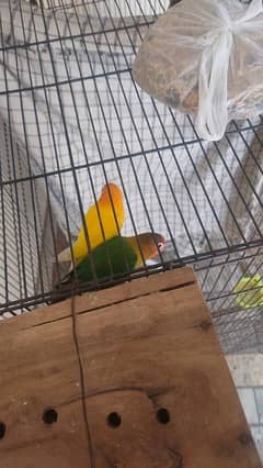 love bird