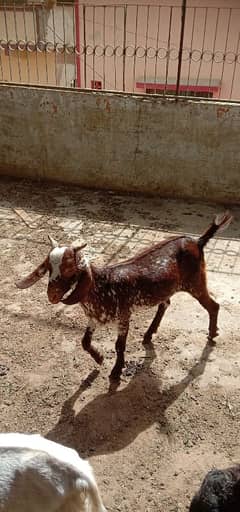 bakrian bachon ke sarh or patain available hain