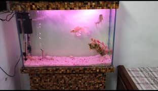 3 Fishes Urgent for Sale