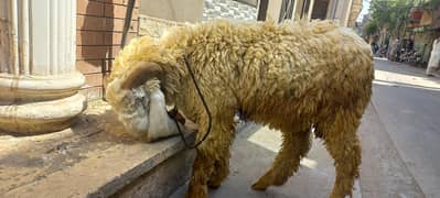Kajla chatra for qurbani