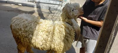 Kajla chatra for qurbani