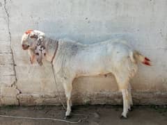 bital nasal kea for sale contact me 03025499623