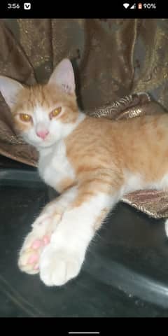 cat