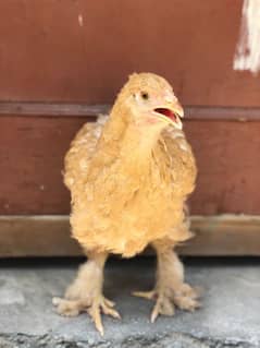 Golden Heavy Buff Hen For Sale