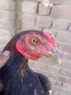 Burmese pathi patha available contact 03059964364