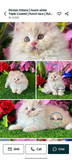 cat for sale urgent
