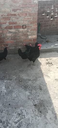 Australorp