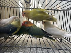 lovebirds available