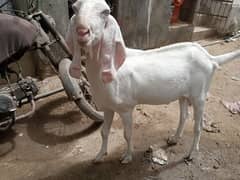 bakra