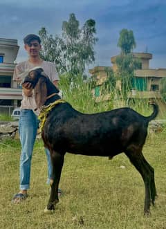Bakra for sale.