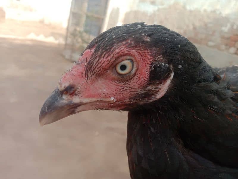 Black Female Pure Aseel 1