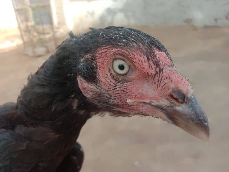 Black Female Pure Aseel 2