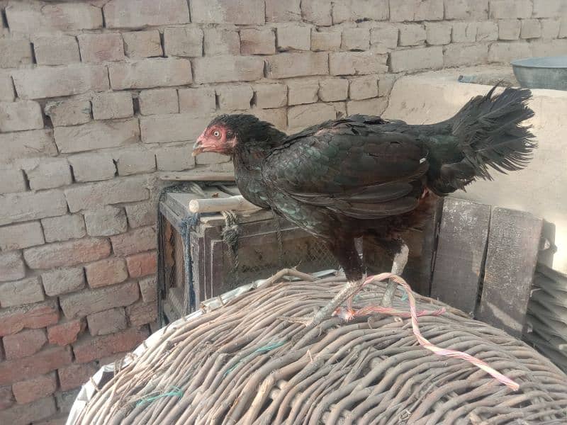Black Female Pure Aseel 3