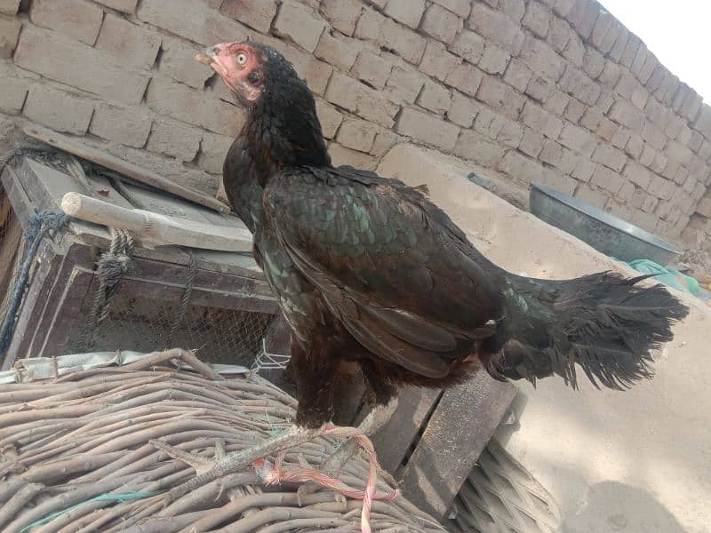 Black Female Pure Aseel 4