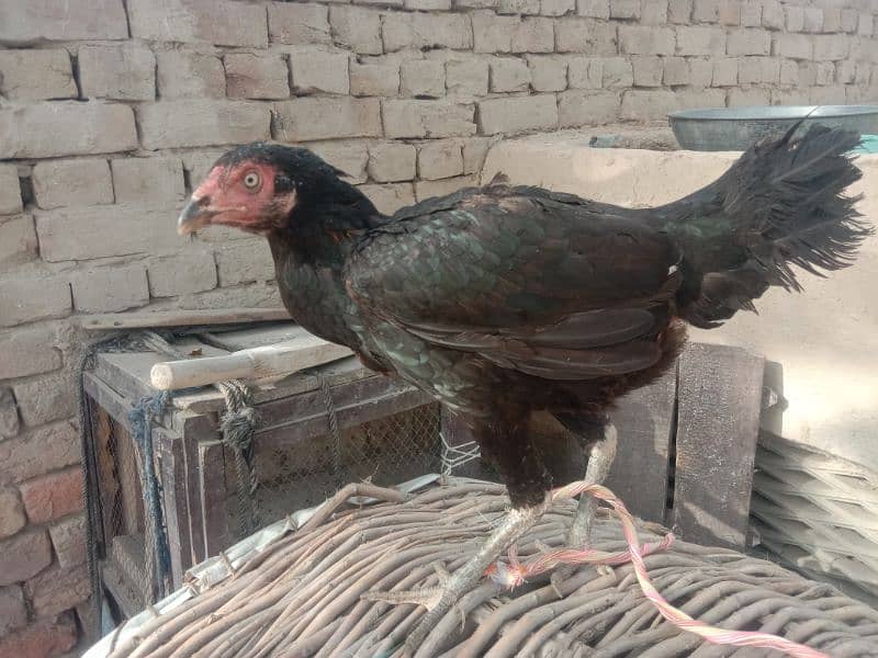 Black Female Pure Aseel 5