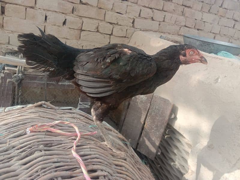 Black Female Pure Aseel 6