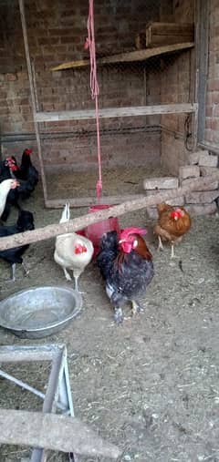 fancy+ Aseel breed