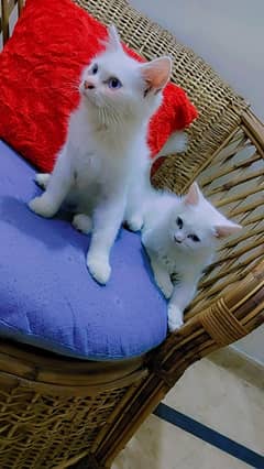 Persian