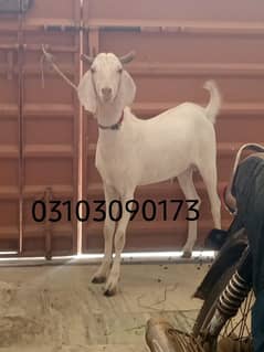 Bakra For Sale