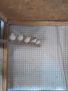 snow white finch pathay