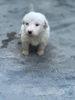 white pure puppy healthy