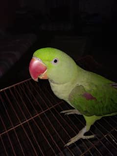 Female Raw parrot