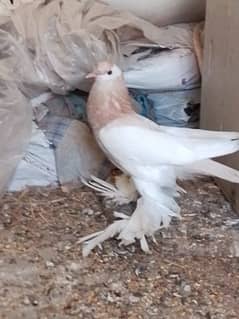 Gubara pegion chick for sale