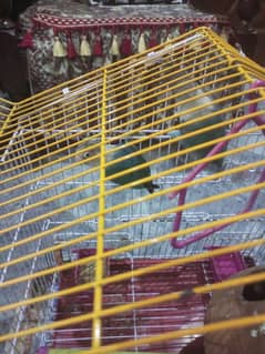 love bird green fisher