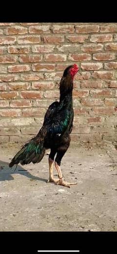 shamo | aseel shamo | German shamo | King size o shamo chicks | hen