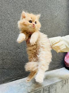 Persian cat