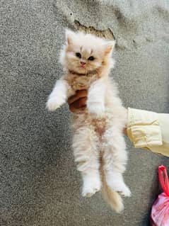 Persian