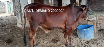 QURBANI k janwer  BULL COW WERA WACHA 03104594900/03476585599